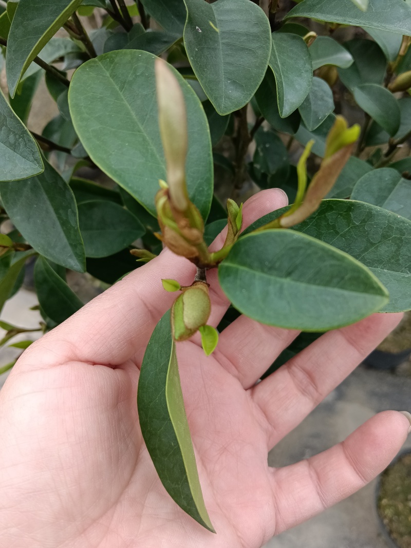 含笑花花卉浓香型、四季开花。四季家庭种植盆栽花卉