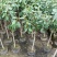 含笑花花卉浓香型、四季开花。四季家庭种植盆栽花卉