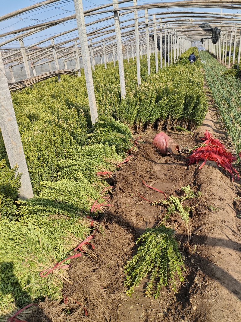 【现货直发】瓜子黄杨基地直发可视频看货欢迎各位老板