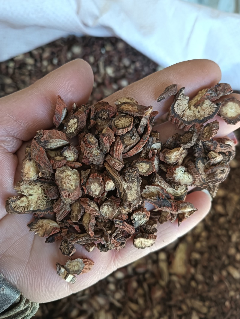 正宗山东丹参紫丹参实物实拍纯净品质看得见药材批发