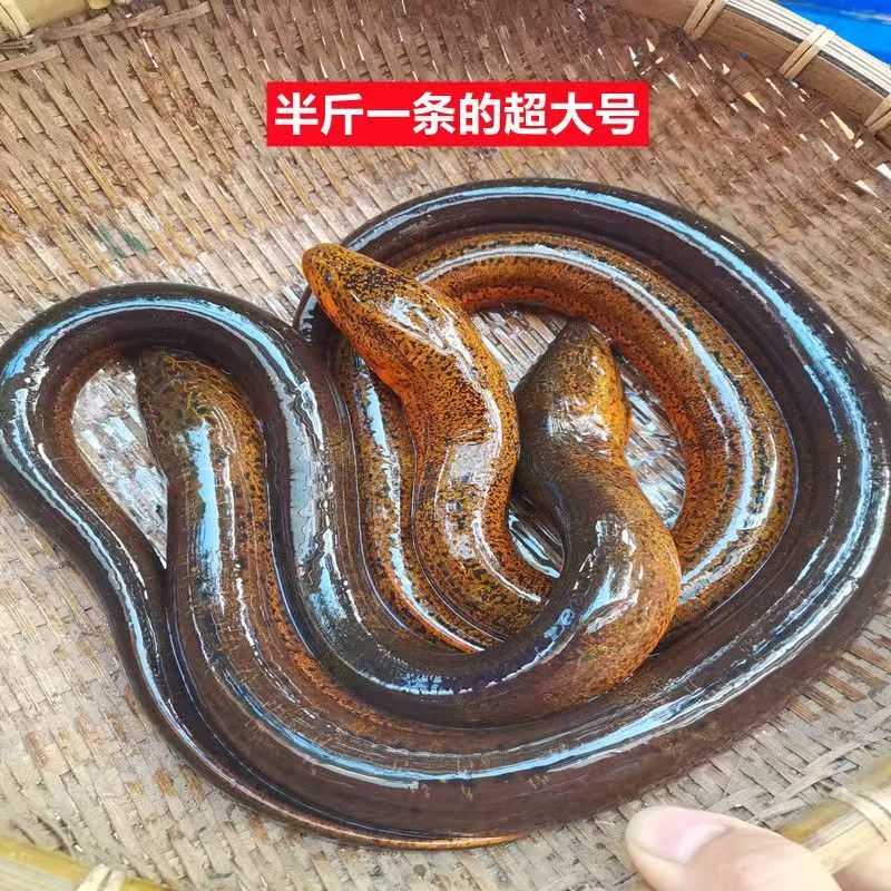 【推荐】黄鳝苗货源充足量大从优诚信经营实惠
