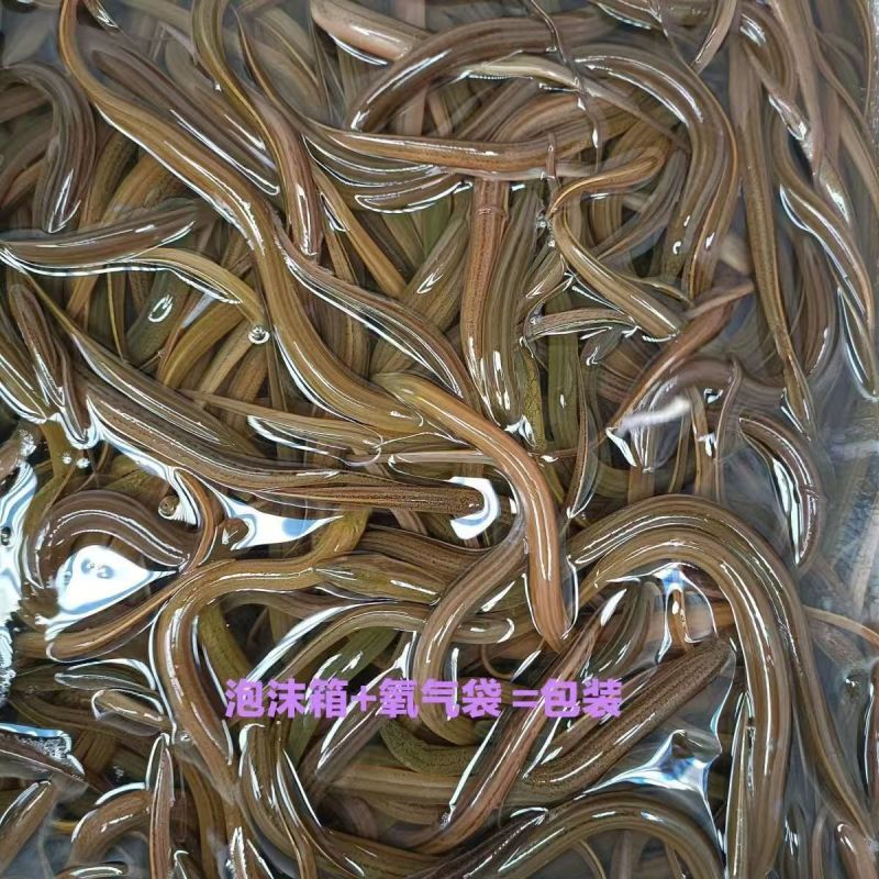 【推荐】黄鳝苗货源充足量大从优诚信经营实惠