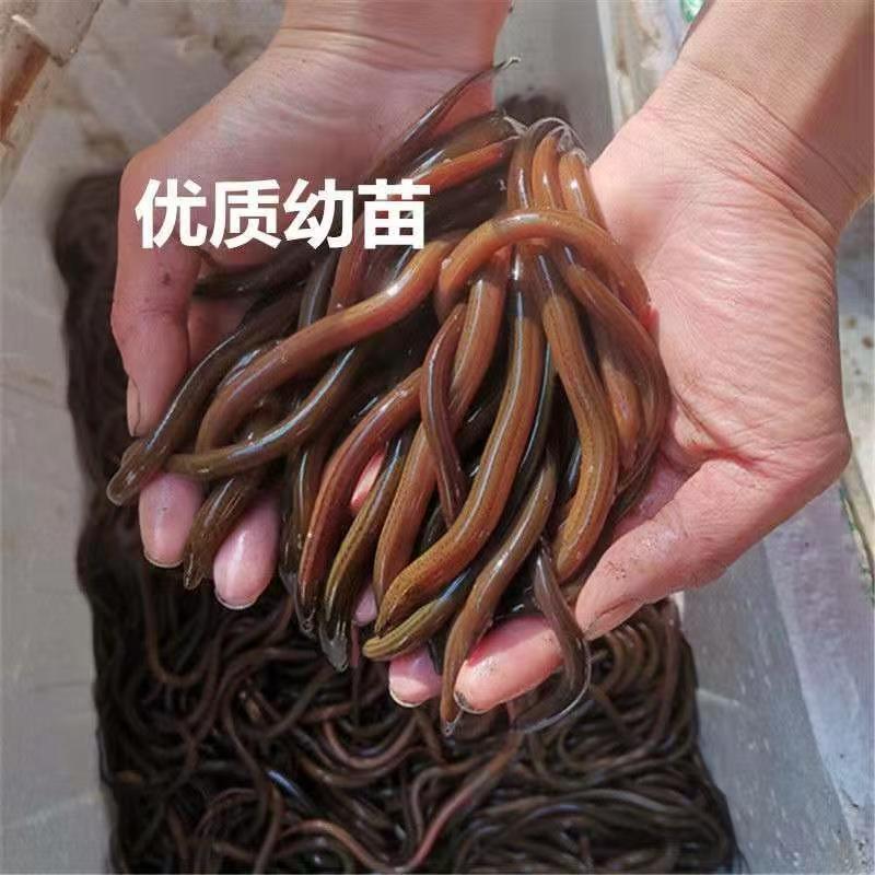 【推荐】黄鳝苗货源充足量大从优诚信经营实惠