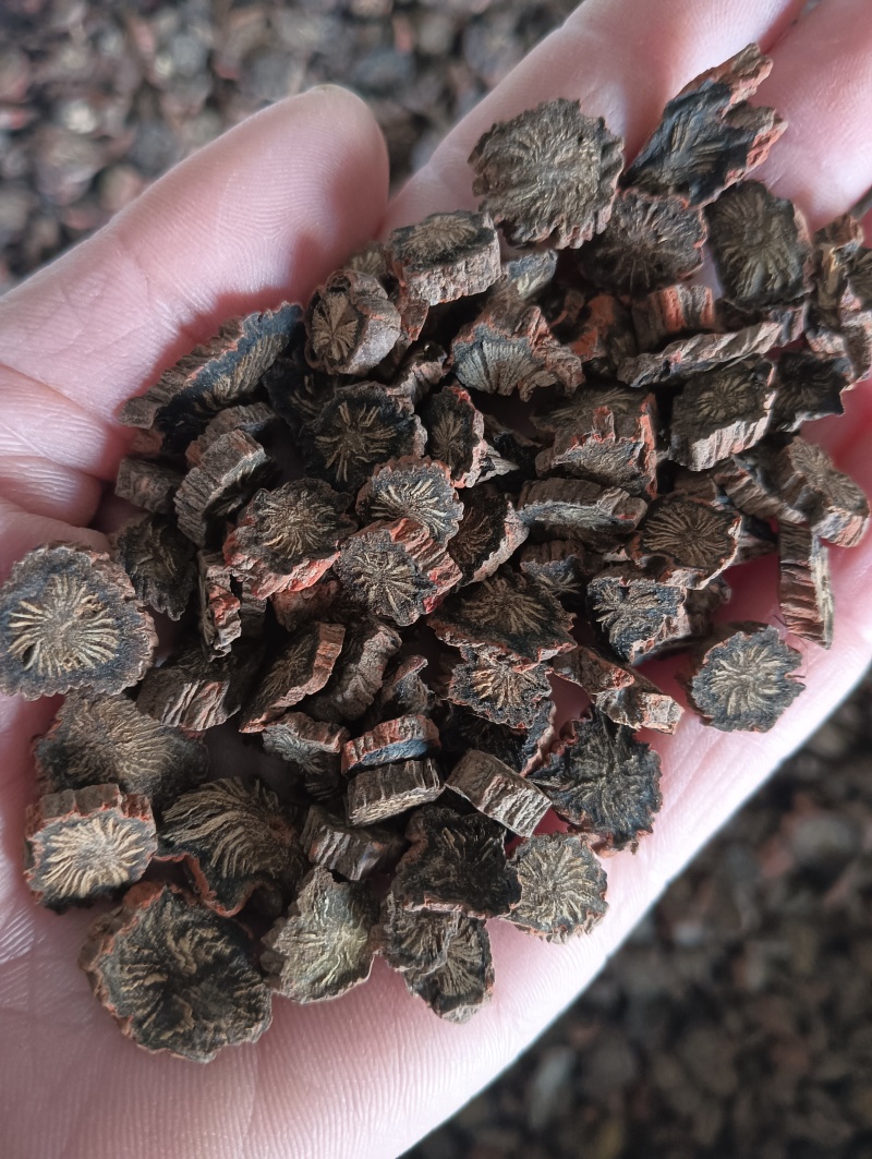 正宗山东丹参紫丹参实物实拍纯净品质看得见药材批发