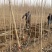 107杨树苗一手货源欢迎实地考察合作愉快