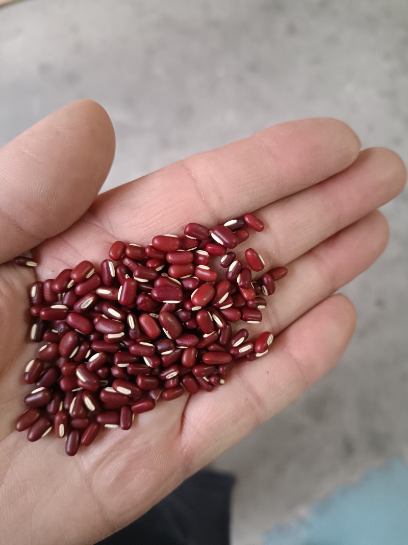 赤小豆，及各种豆类！欢迎咨询！
