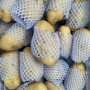 山东黄心土豆大量出售