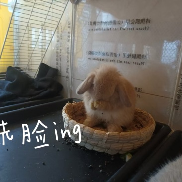 兔子活物侏儒兔长不大迷你小型宠物兔小体垂耳兔两只