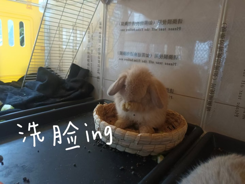 兔子活物侏儒兔长不大迷你小型宠物兔小体垂耳兔两只