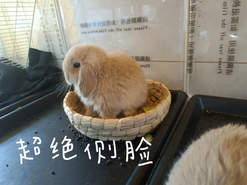 兔子活物侏儒兔长不大迷你小型宠物兔小体垂耳兔两只