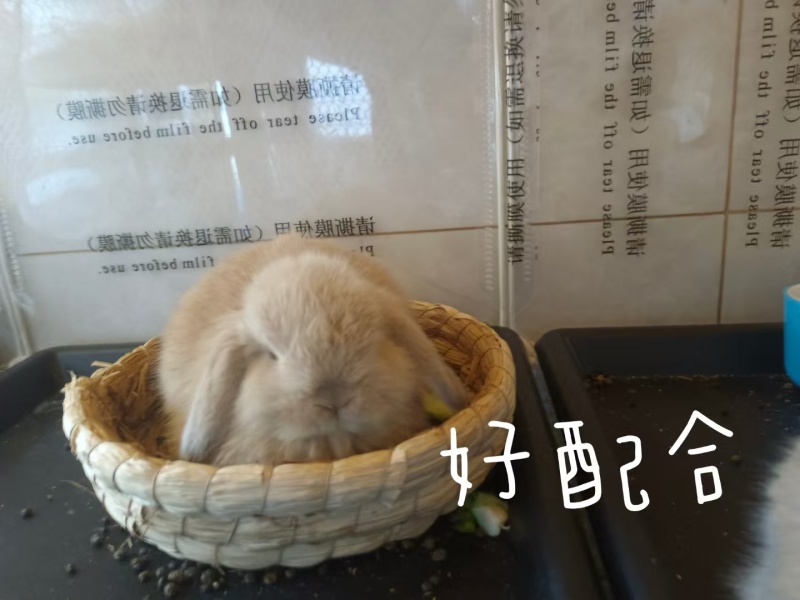 兔子活物侏儒兔长不大迷你小型宠物兔小体垂耳兔两只