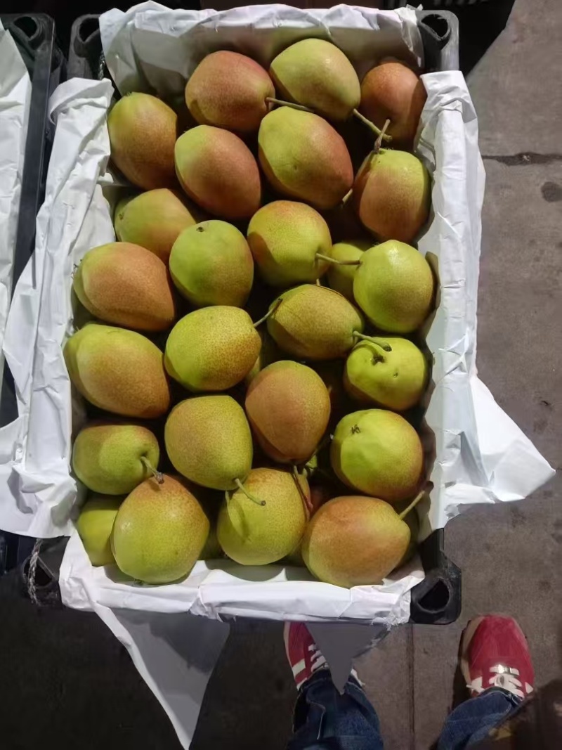 酥梨一手货源大量上市各种规格都有