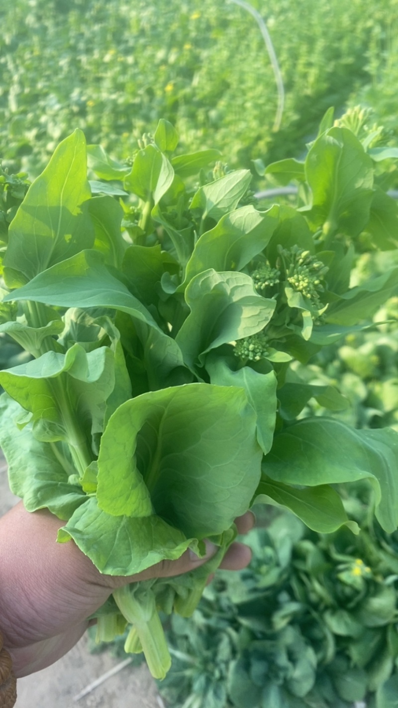 快菜苔，精品快菜苔，真空预冷，欢迎老板来电。