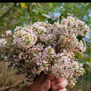 云南野生密蒙花