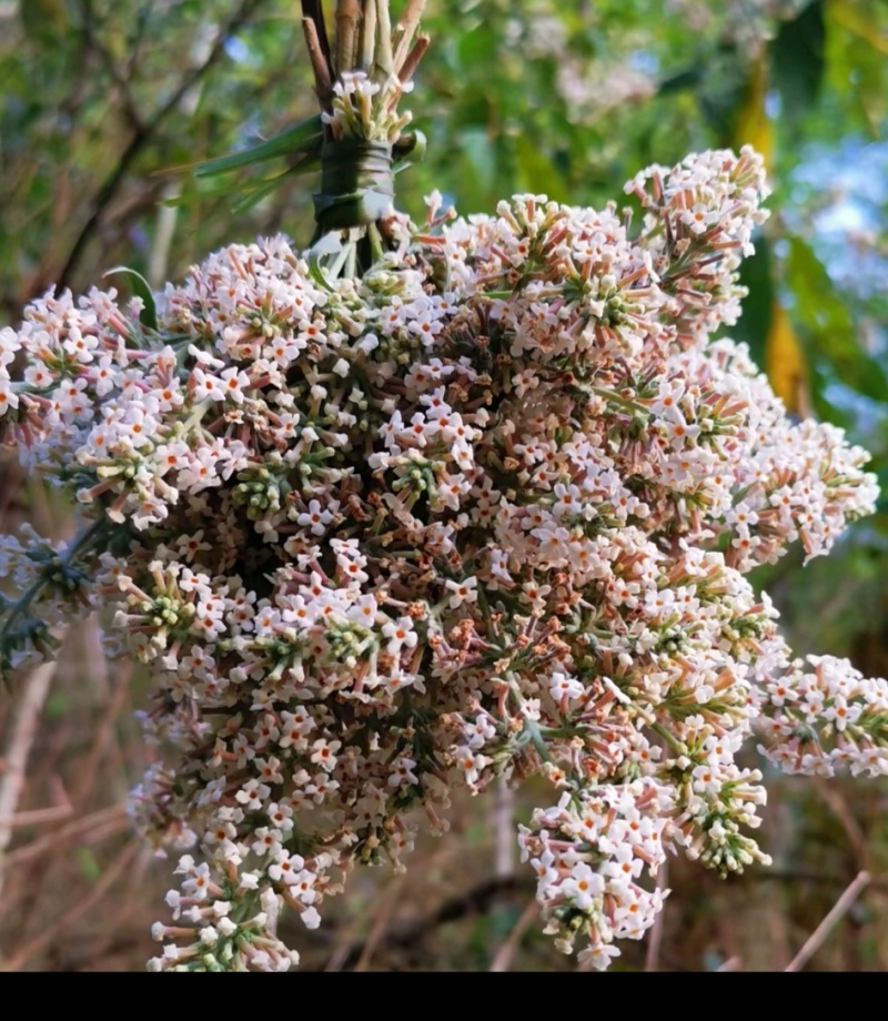 云南野生密蒙花