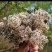云南野生密蒙花