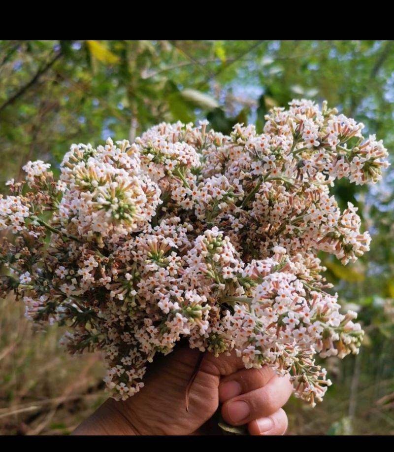 云南野生密蒙花