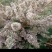 云南野生密蒙花