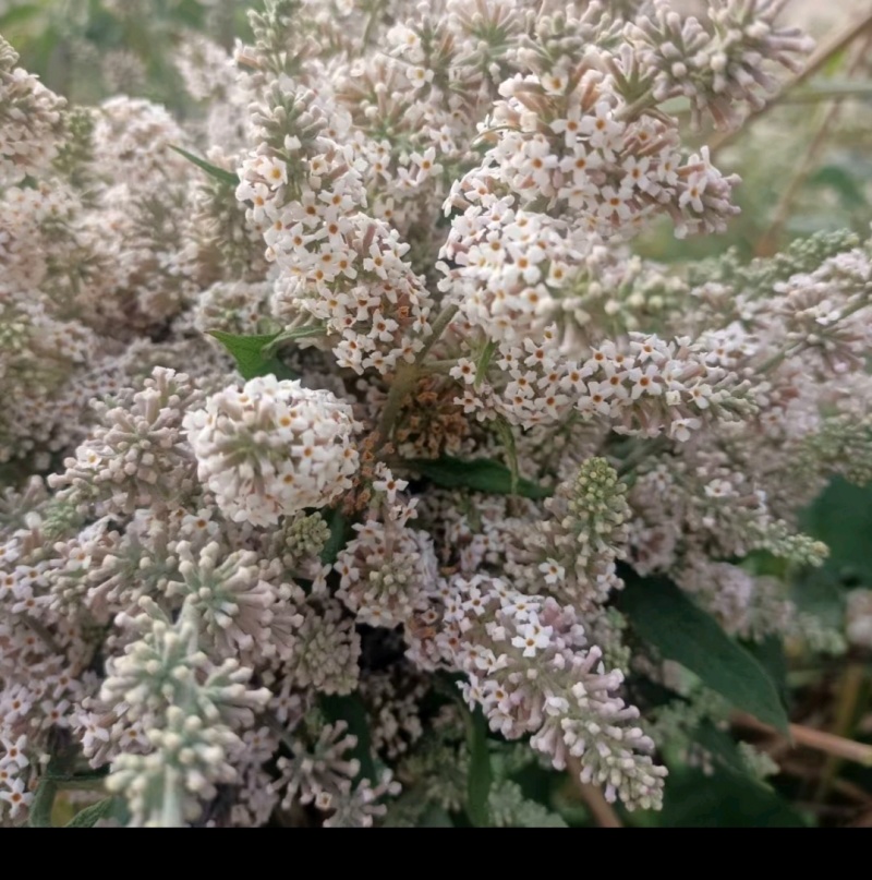 云南野生密蒙花