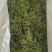 山东荣城东塘鞭炮笋(长寿菜)对接电商批发货量充足自有生产