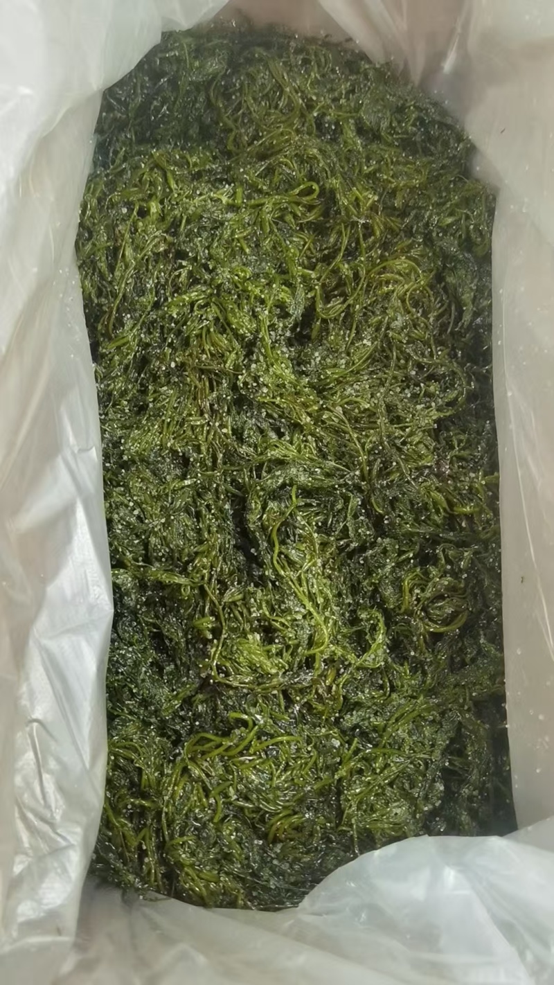 山东荣城东塘鞭炮笋（长寿菜）对接电商批发货量充足自有生产
