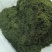 山东荣城东塘鞭炮笋(长寿菜)对接电商批发货量充足自有生产