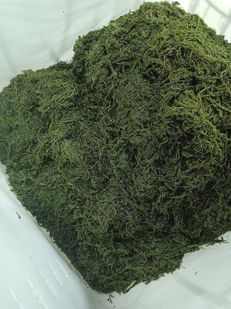 山东荣城东塘鞭炮笋（长寿菜）对接电商批发货量充足自有生产