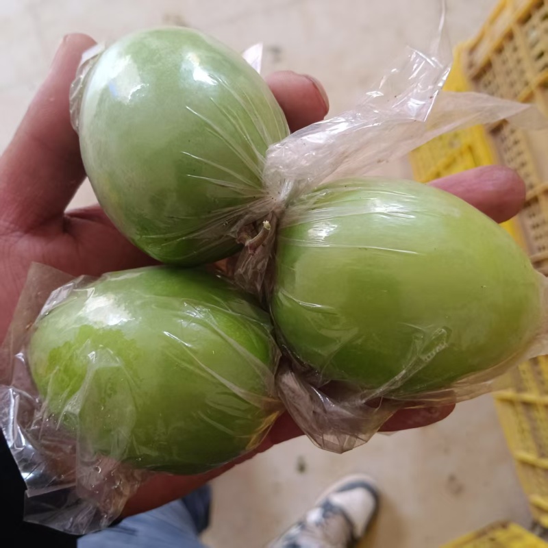 金桃枣广西鲜枣大量现货供应，诚信经营，视频看货代发全国