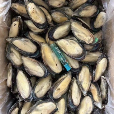 蓝口贝