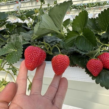 无土栽培玻璃温室无菌棚种植！！草莓🍓香味浓郁！！