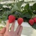 无土栽培玻璃温室无菌棚种植！！草莓🍓香味浓郁！！