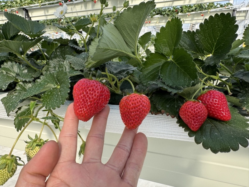 无土栽培玻璃温室无菌棚种植！！草莓🍓香味浓郁！！