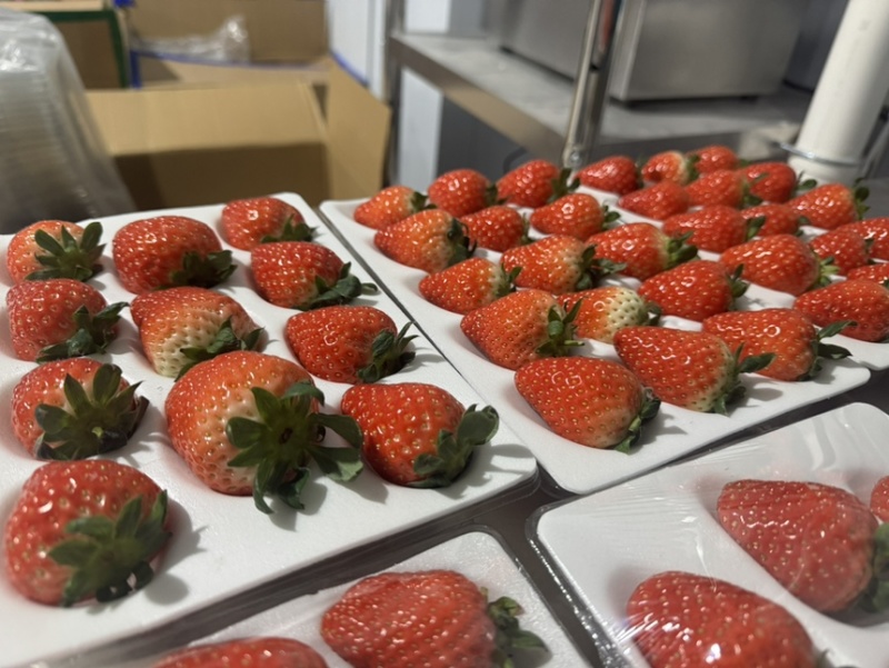 无土栽培玻璃温室无菌棚种植！！草莓🍓香味浓郁！！