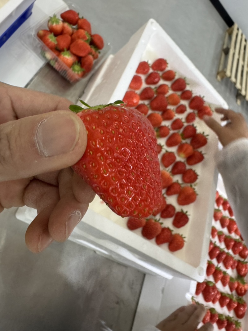 无土栽培玻璃温室无菌棚种植！！草莓🍓香味浓郁！！