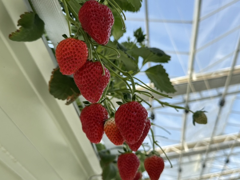 无土栽培玻璃温室无菌棚种植！！草莓🍓香味浓郁！！
