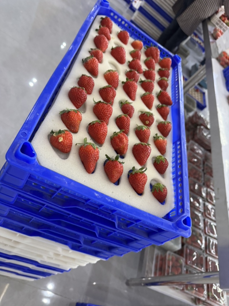 无土栽培玻璃温室无菌棚种植！！草莓🍓香味浓郁！！