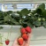 无土栽培玻璃温室无菌棚种植！！草莓🍓香味浓郁！！