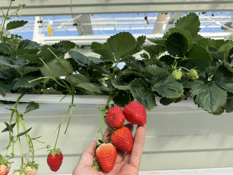 无土栽培玻璃温室无菌棚种植！！草莓🍓香味浓郁！！