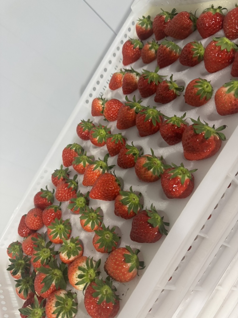 无土栽培玻璃温室无菌棚种植！！草莓🍓香味浓郁！！