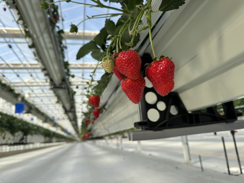 无土栽培玻璃温室无菌棚种植！！草莓🍓香味浓郁！！