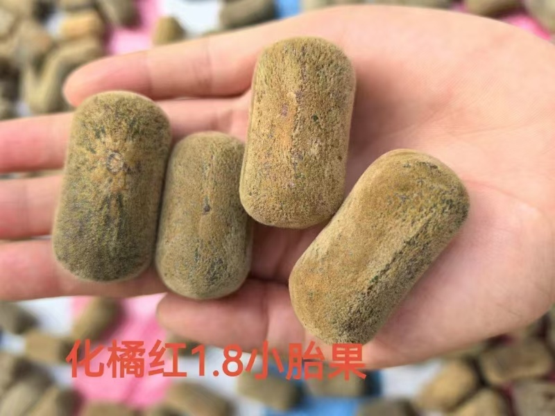 化橘红连刀果陈果，一手货源，品质保证，可对接电商商超等