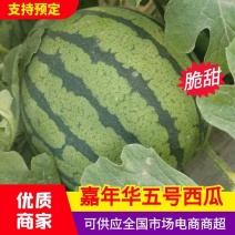 江苏嘉年华五号西瓜大量供应产地直发品质保证价格优惠