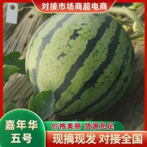 嘉年华五号美都西瓜大量有货，对接全国市场电商平台