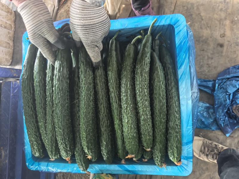 密刺精品黄瓜大量上市，质量保证，油亮绿瓤，产地直发