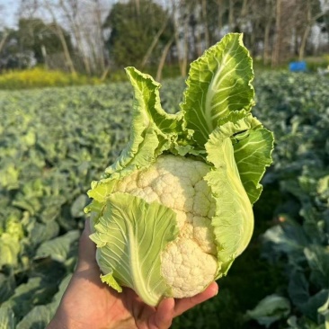 花菜有机花菜松花菜基地直发价格实惠量大价优品质保障欢迎电