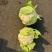 花菜有机花菜松花菜基地直发价格实惠量大价优品质保障欢迎电
