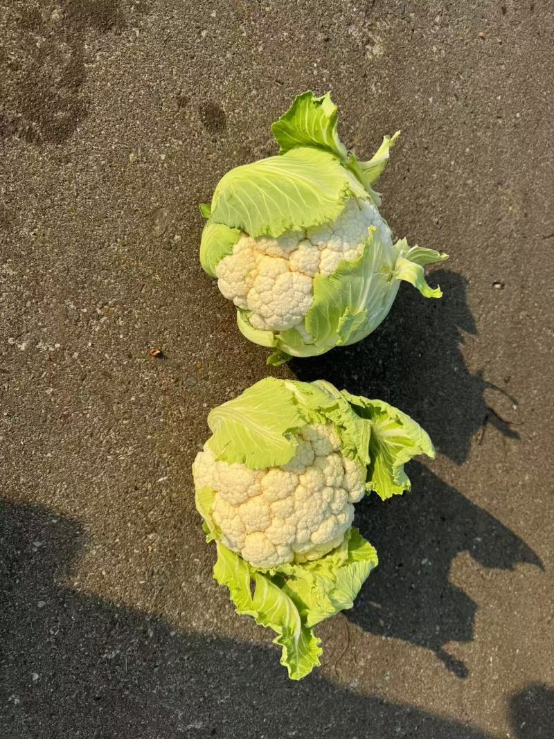 花菜有机花菜松花菜基地直发价格实惠量大价优品质保障欢迎电