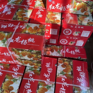 下河杨桃