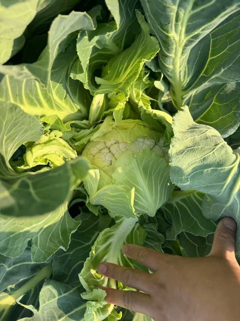 花菜有机花菜松花菜基地直发价格实惠量大价优品质保障欢迎电