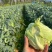 花菜有机花菜松花菜基地直发价格实惠量大价优品质保障欢迎电